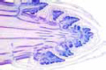 Stem apex and meristematic tissue of Asparagus slide