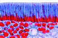 Sclerids slide, t.s. of semen, (seed)