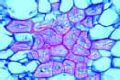 Stone cells slide, fruit of Pyrus communis (pear)