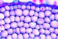 Angular collenchyma slide