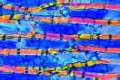 Reserve cellulose, t.s. seed of Phoenix (date)