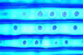 Tracheids slide with bordered pits