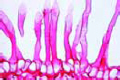 Root tip and root hairs