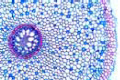 Iris slide, typical monocot root slide
