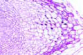 Zea mays slide, l.s. of root tip slide