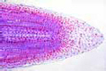 Hyacinthus slide, l.s. of root tips