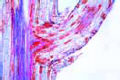 Salix slide, willow, l.s. of root