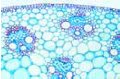 Zea mays, typical monocot stem slide