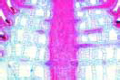 Hippuris slide, t.s. of stem
