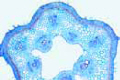 Cucurbita, t.s. of stem