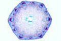 Clematis, young hexagonal stem