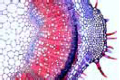 Salvia, sage slide