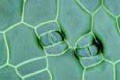 Calla slide, leaf epidermis with stomata