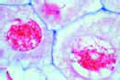 Lilium, anther t.s., microspore mother cells