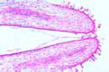 Lilium, l.s. through pistil and stigma with pollen
