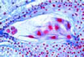 Lilium, ovary t.s., early embryonic stage