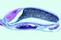 Triticum, grain (seed)