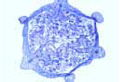Epipactis slide, orchid slide, ovary with ovules