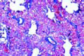 Gallus, lung showing parabronchii