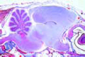 Gallus, cerebellum  routine stained