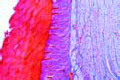 Gallus, gizzard showing thick cornified layer