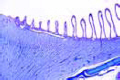 Gallus, posterior part of eye with retina and pecten