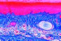 Herbst corpuscles of beak of duck