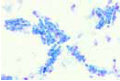 Bacillus subtilis slide, hay bacillus slide