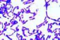 Bacillus mycoides slide, large soil organisms growing in chains