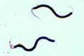 Spirillum volutans slide, a very large spirillum slide
