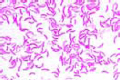 Rhodospirillum rubrum slide, chromogenic rods slide