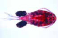 Cyclops slide, fresh water copepods