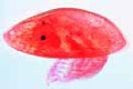 Balanus balanoides slide, common barnacle