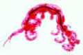 Caprella slide, an amphipod