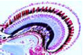Astacus, eye sagittal