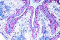 Astacus slide, intestine