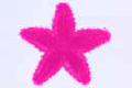Asterias, starfish slide, young entire specimen