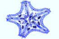 Asterias slide, horizontal l.s.