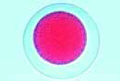 Sea urchin embryology slide, fertilized ova