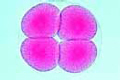 Sea urchin embryology, four cell stage