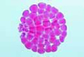 Sea urchin embryology, morula