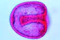 Sea urchin embryology, beginning gastrulation