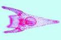 Sea urchin embryology, pluteus larva