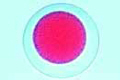 Sea-urchin embryology slide, Fertilized eggs