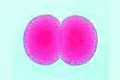 Sea-urchin embryology, Two cells