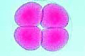 Sea-urchin embryology, Four cells