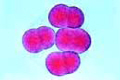 Sea-urchin embryology, Eight cells