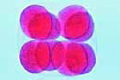 Sea-urchin embryology, Sixteen cells