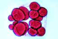 Sea-urchin embryology, Thirty two cells