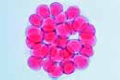 Sea-urchin embryology, Morula